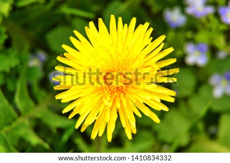 Dandelion flower close up against the background of greens.