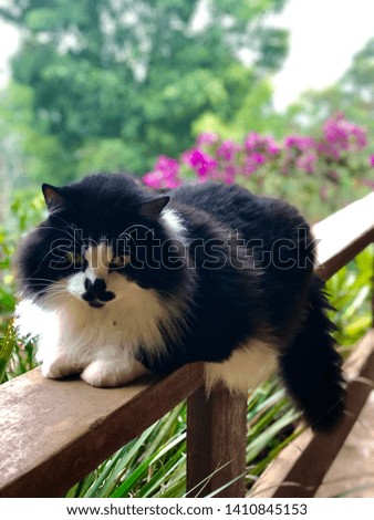 Black and white cat in a nature