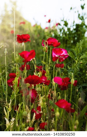 Poppy (papaveraceae) flowers growing wild in the spring; bunch of red poppies growing in the wild