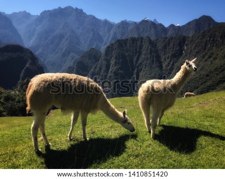 Cute lhamas grazing at the top of the mountains in Machu Picchu, Peru, South America