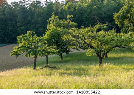 Tree plot and meadow with wild flowers in the evening