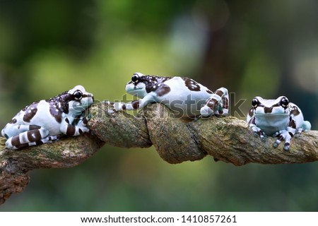 Beautiful amazon milk frog on branch, Panda Bear Tree Frog, Trachycephalus resinifictrix