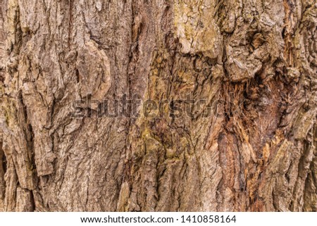 Texture of a tree trunk. Background photo