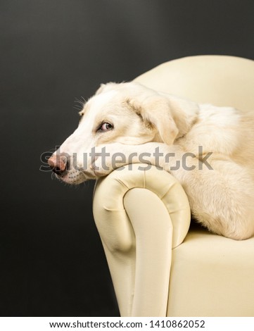 funny comical golden color dog lying on a sofa  shot for copy space  with a dark background 