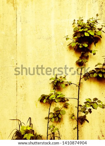 Trees abstract background wall color