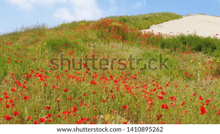 Red Poppy flower in meadow field in summer