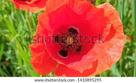 Red poppy with blurred background close up picture 