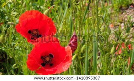 Red poppy with blurred background close up picture 