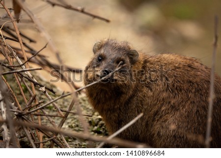 A Wild Hyrax Rodent in Israel