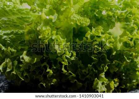 lettuce salad leaves foliage green background natural garden fresh greens