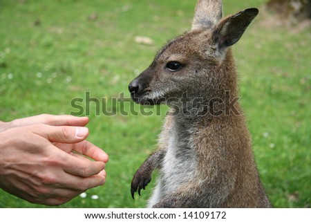 Man trying to shake hands with a small kangaroo