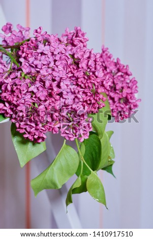 Lilac flowrs and macro photography for the interior and design.