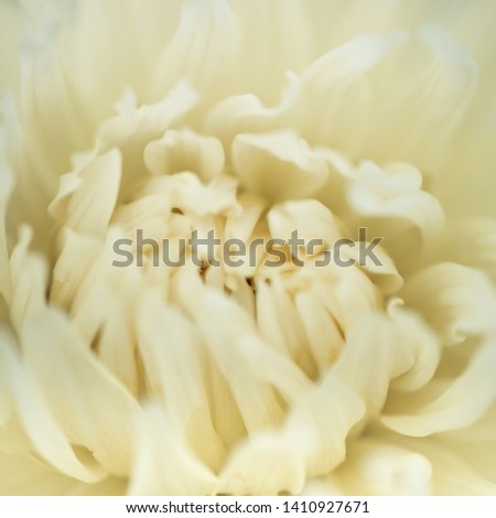 Floral yellow blurred background with macro delicate flower abstract picture. Beautiful macro flower texture, colourful pattern closeup. Soft selective focus, toned picture
