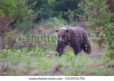 A brown bear( Ursus arctos) in the forest 