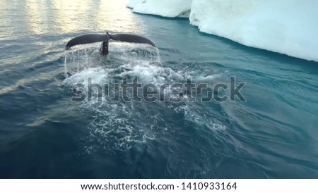 graceful whale calmly swims in the water

