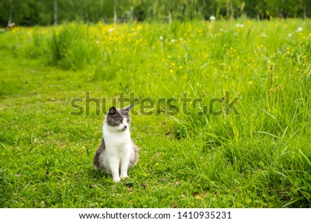 Tabby cat walking in the rsummer nature green grass, Gray cat looking at the camera.  Young adorable cat is playing in the yard