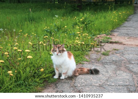 3 color cat walking in the rsummer nature green grass, tricolor cat looking at the camera. Young adorable cat is playing in the yard