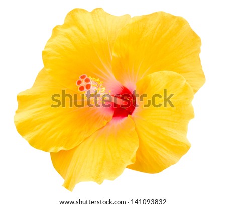 Yellow Hibiscus on white background Royalty-Free Stock Photo #141093832