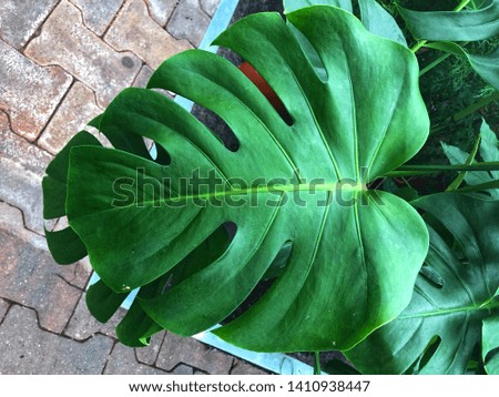 Background of backdrop of Green leaf