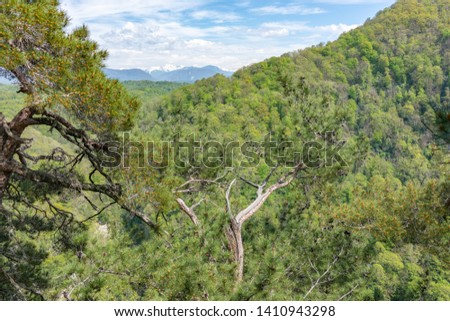 Pines on a green mountainside in spring. Green valley and high mountains on the horizon.