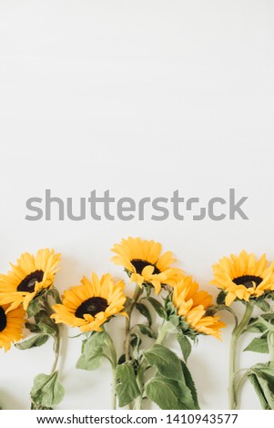 Sunflowers on white background. Flat lay, top view minimal floral composition.