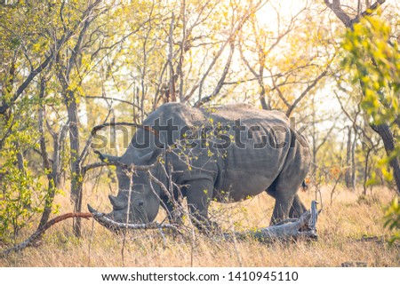 Landscape photo of an adult rinhoceros feeding alone facing left in the savannah bushes with early morning light. Shot in Kruger National Park, South Africa.