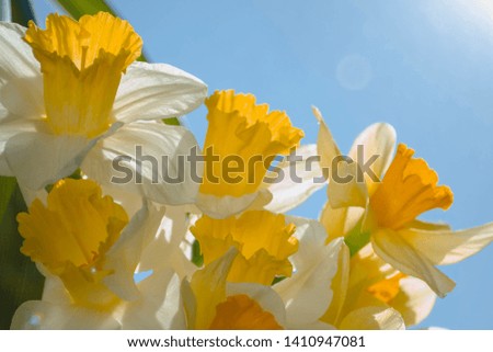 bouquet of daffodils in the lower left corner in the sun close up