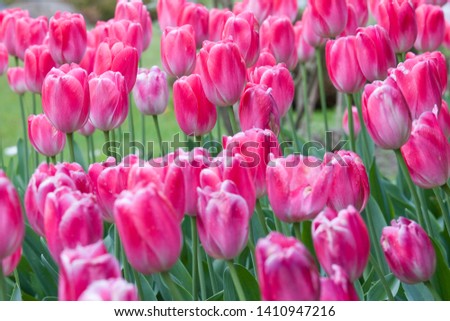 Close-up picture of pink tulips blooming in a garden in spring