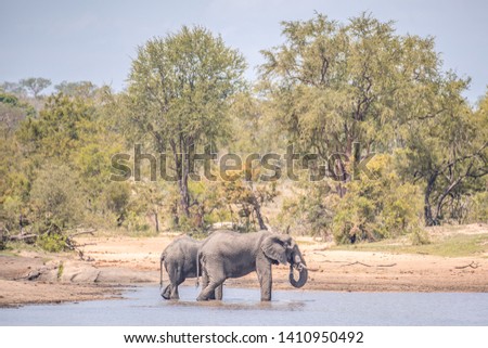 Landscape photo of two elephants drinking water in a small lake in the African savannah on a hot, sunny afternoon with trees in the background. Shot in Kruger National Park, South Africa. 