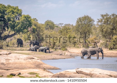 Landscape photo of elephants drinking water in a small lake in the African savannah on a hot, sunny afternoon with trees in the background. Shot in Kruger National Park, South Africa. 