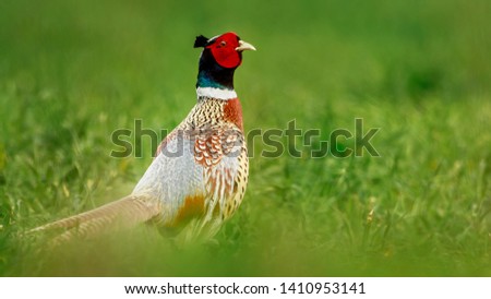 Ring Necked Pheasant standing in a green wheat field and soft out of focus bokeh background. This colourful large bird is commonly seen across farmland and often heard by it's loud distinctive call.