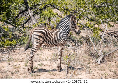 Landscape photo of an isolated baby zebra standing straight looking forward in the savannah with bushes and trees in the background. Shot in Kruger National Park, South Africa. 