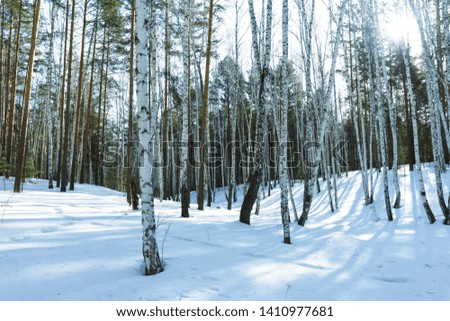 Birch Trees in the Nature in Winter Landscape, Sunburst Sunny Day in Winter Park Against the Background of Floating on the Blue Sky Cumulus Clouds Bright, Jolly Sunny Winter Day,  Silver Grove