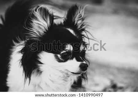 Long haired black and white chihuahua checking out his surroundings.