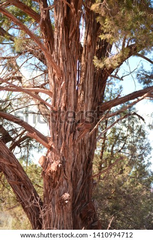 Arizona Walnut tree in Sedona. Shredding bark.