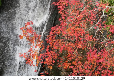 water fall and autumn leave  (Picture from water fall called  Sandannotaki in Eniwa City