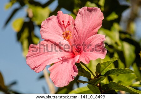 Picture of a bright pink hibiscus