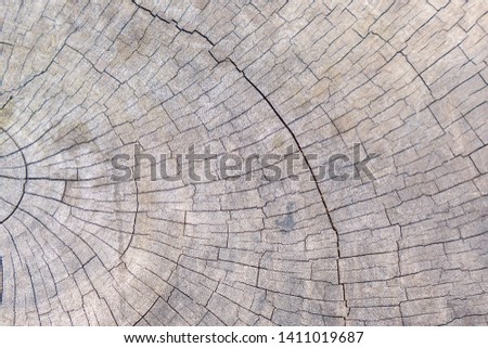 Cracked  wood  texture  of  old  tree  stump  for  background