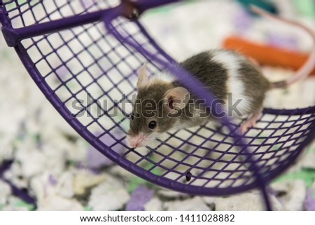 small mouse in a pet store on a wheel in his cage