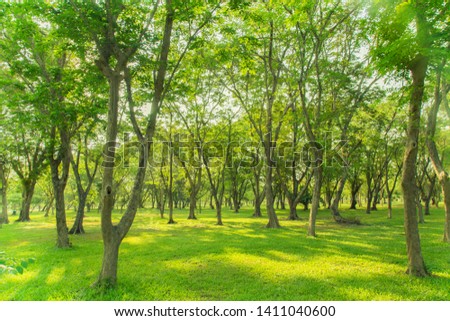 High-density tree garden with green grass and morning sun