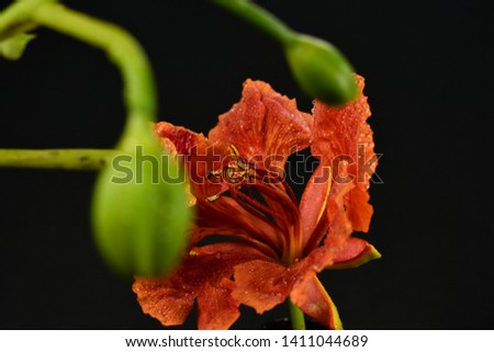 beautiful gulmohar flower with leaves and buds 