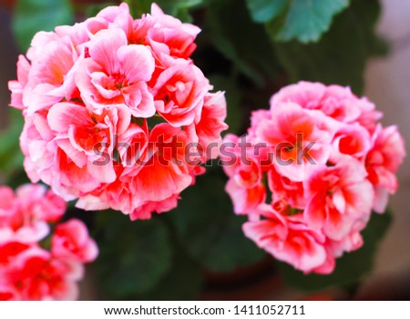 pink beautiful flower ( geranium zonal ) Royalty-Free Stock Photo #1411052711
