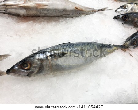 Fresh Saba or mackerel fish on ice