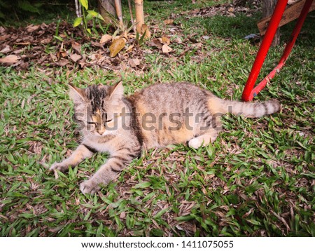 Horizontal photo of adult cat with brown-tabby fur who lays and rests in the garden on grass. Lawn is green with several old brown leaves. Cat looks what happens in the garden.