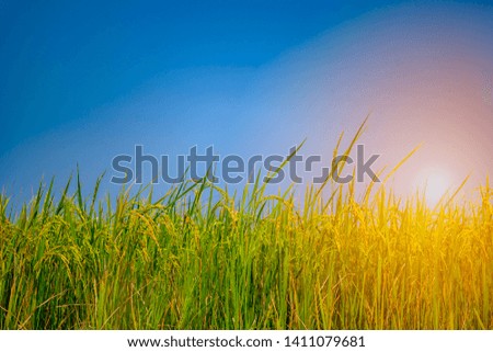 Blurred rice field on blue sky background for harvesting in organic agriculture of farmer in Thailand