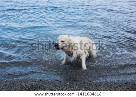 Portrait of cute,crazy and funny Golden Retriever dog shaking its head at the seaside in summer after swimming