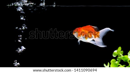 goldfish isolated beautiful bright black background