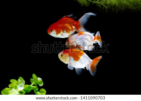goldfish and 
Lion fish, isolated beautiful bright black background
