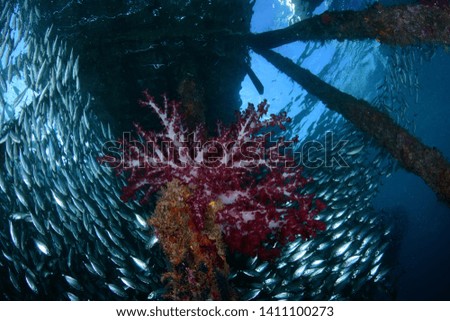 A big school of fish under the jetty. Raja Ampat, Papua, Indonesia.