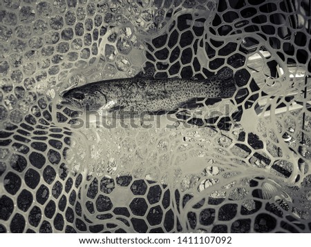 Fishing. Fisherman and trout. background